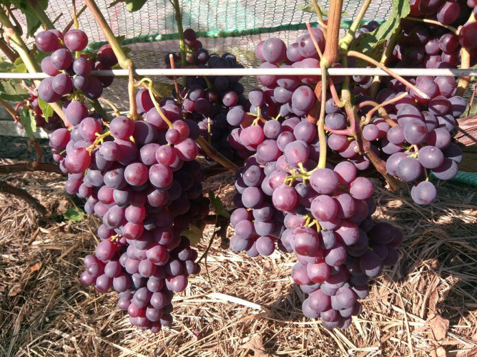 3-glavnye-oshibki-pri-obrezke-vinograda-vesnoj-ne-sovershajte-ih-esli-hotite-uvidet-jagody-v-jetom-godu-1-5563513