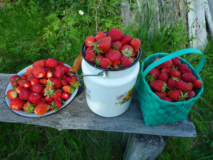5-sovetov-kotorye-pomogut-vam-vyrastit-rekordnyj-urozhaj-klubniki-uzhe-v-jetom-godu-3-9363911