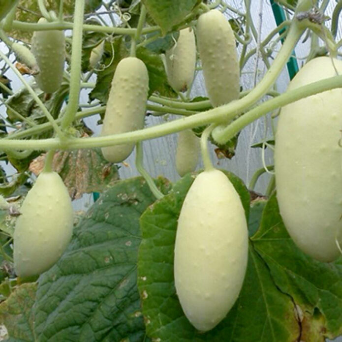 6-luchshih-sortov-belyh-ogurcov-dlja-vashej-dachi-3-3183442