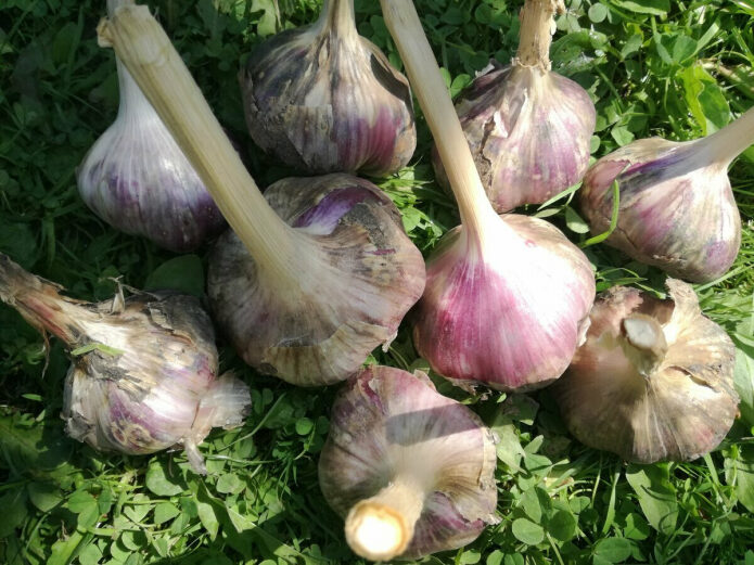 hotite-vyrastit-chesnok-razmerom-s-jabloko-rasskazyvaju-sekret-kotoryj-povedala-mne-babushka-3-8201343