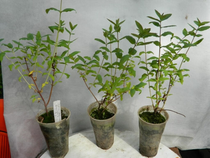 kak-pravilno-vybrat-sazhenec-zhimolosti-pered-pokupkoj-chtoby-ne-rasstroitsja-letom-2-8093625