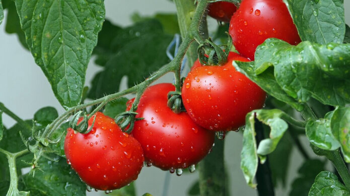 ot-chego-zavisit-vkus-i-aromat-pomidor-gotovimsja-k-dachnomu-sezonu-vmeste-i-poluchaem-shikarnyj-urozhaj-3-3846700