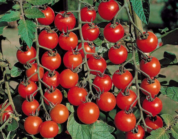 pochemu-pered-posadkoj-pomidorov-cherri-nado-podumat-rasskazyvaju-dostoinstva-i-nedostatki-miniatjurnyh-pomidorok-3-5926256