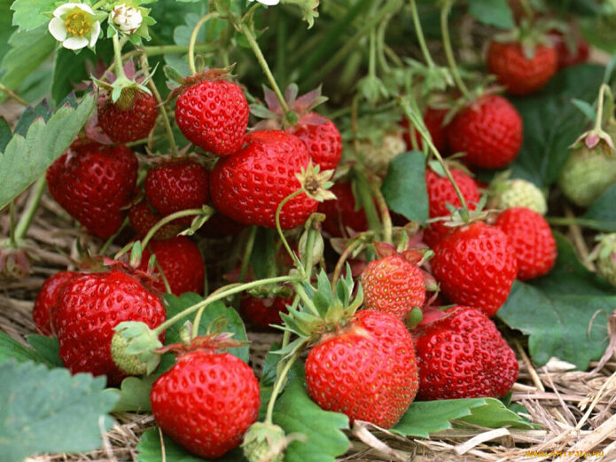 klubnika-stala-melkaja-rasskazyvaju-kak-vse-ispravit-bez-osobyh-hlopot-2-9921482