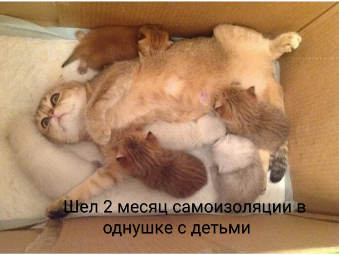 materinstvo-jeto-veselo-zabavnye-momenty-v-kartinkah-s-zhivotnymi-1-3893387