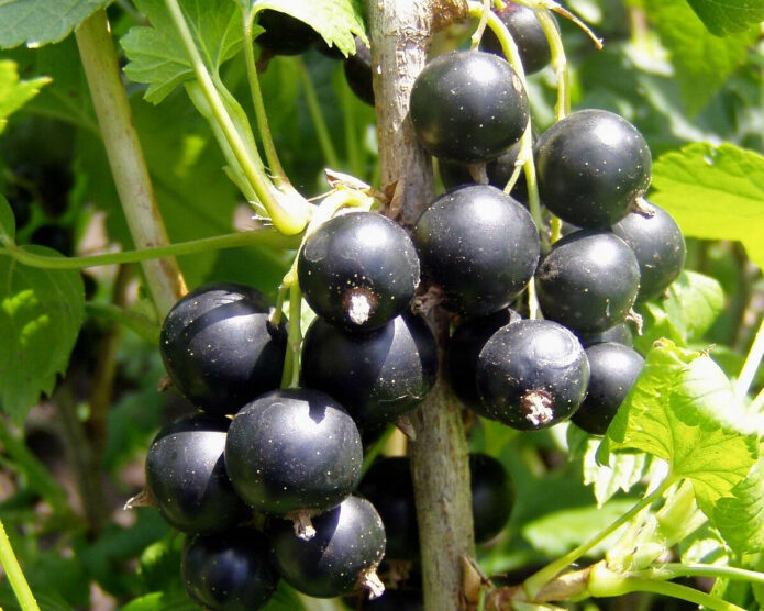 rjadom-s-chem-nelzja-sazhat-smorodinu-esli-hotite-poluchat-otlichnyj-urozhaj-kazhdyj-god-1-5398731