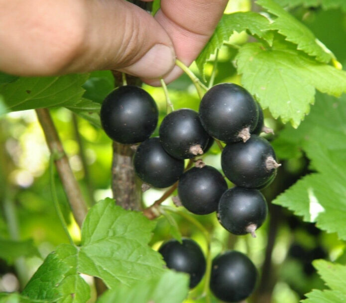 rjadom-s-chem-nelzja-sazhat-smorodinu-esli-hotite-poluchat-otlichnyj-urozhaj-kazhdyj-god-2-3875773